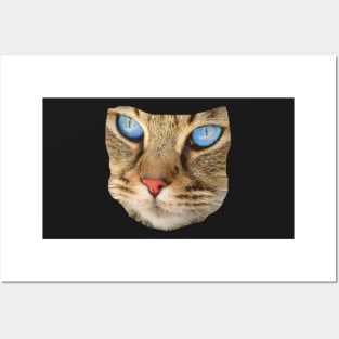 blue eyed cat Posters and Art